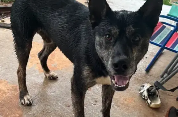 Friendly Male German Shepherd Found
