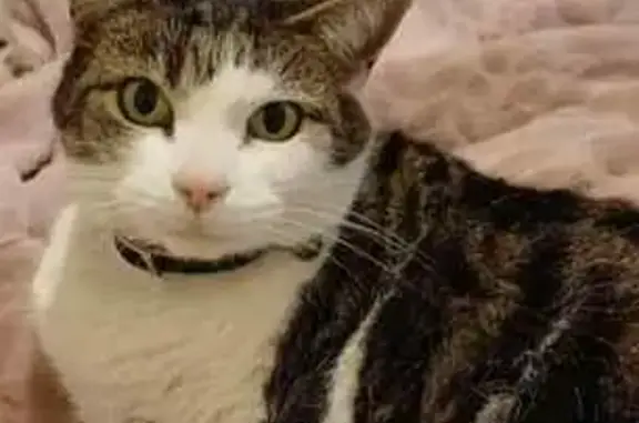 Lost Tabby Cat: Tucker St, Casey City