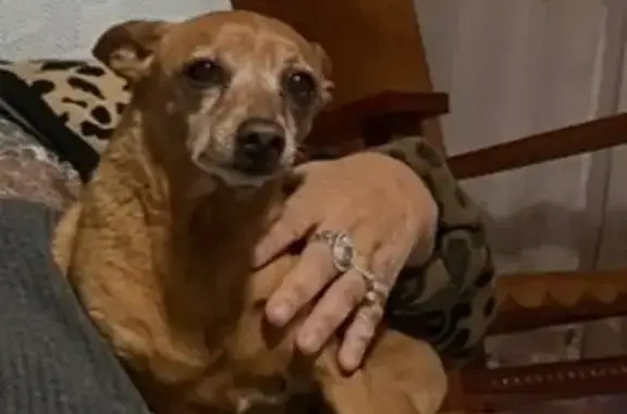 Lost Mini Pinscher in San Jacinto, CA