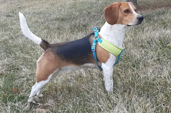 Lost Dog Near Airport Trail, Litchfield