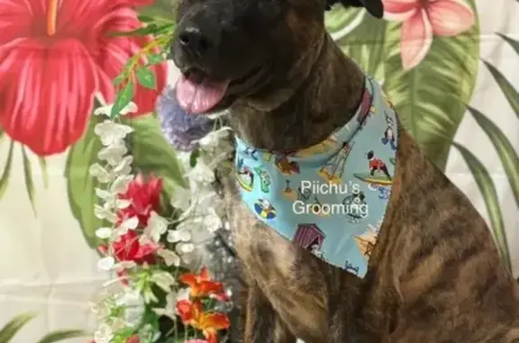 Help Find Oso: Lost Dog in Houston 77066