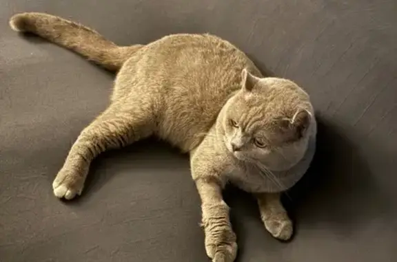 Missing cat Singapore, photo: Lost Grey Shorthair Cat in Toa Payoh
