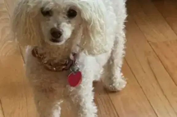 Lost 16-Year-Old Poodle: Sofi, Blairsville