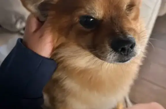 Lost Pomeranian Mix: Golden, 1-Eyed