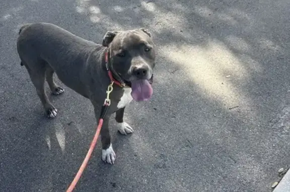 Found pets Jacksonville, photo: Help Reunite This Friendly Grey Pitbull