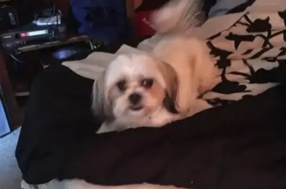 Lost and found pets Wichita, photo: Lost Shih Tzu Mix: Reward for Zoey!