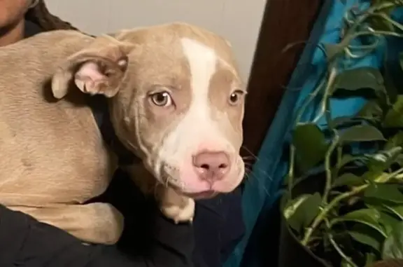 Lost Tan Pitbull: Help Find Her Now!