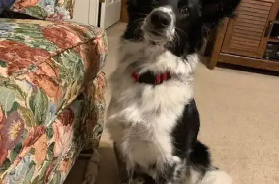 Lost Border Collie Mix: Ollie in White Haven