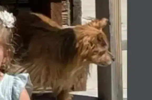 Lost Senior Dog: Reddish Brown Fur, Orem