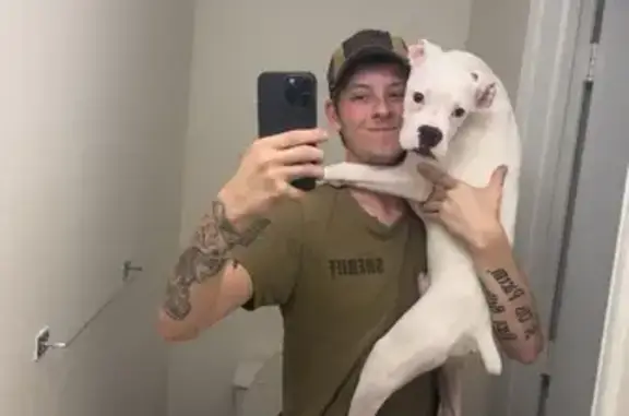 Lost: Energetic White Boxer in Sulligent