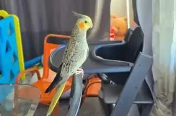 Lost pets Logan Village, photo: Lost Pearl Bird: Friendly, Purple Band