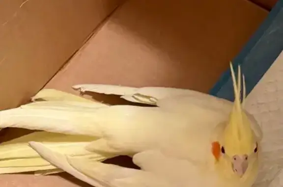 Found pets Las Vegas, photo: Lost Cockatiel Found on East Pyle Ave