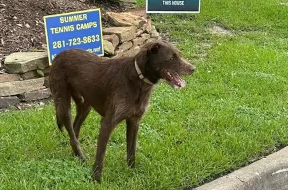 Lost Dog Found on Chadbourne Drive!