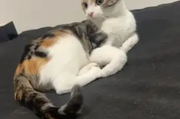 Lost Calico Cat Nala - Gordon Ave, 24