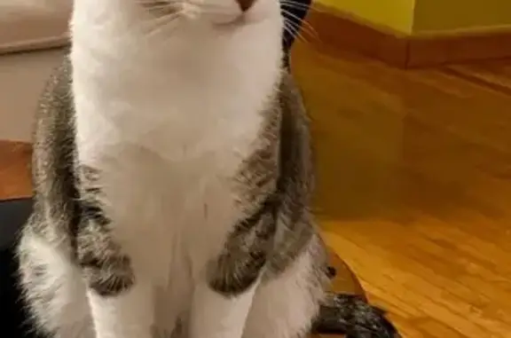 Gata Perdida: Cariñosa pero Traviesa en CDMX
