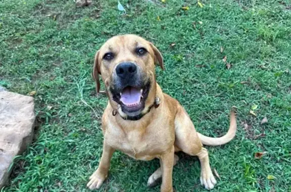 Lost Timid Mastiff Mix: Winston Missing!