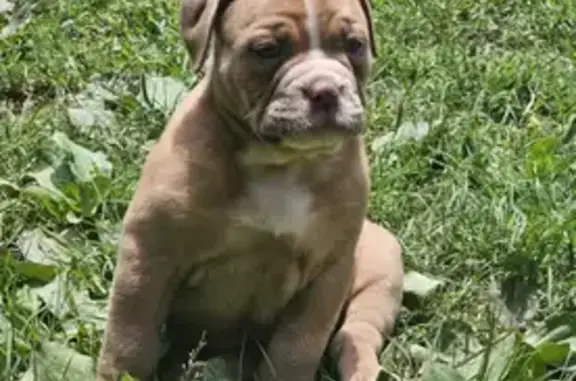 Lost 3-Month-Old Bulldog on Elm St!