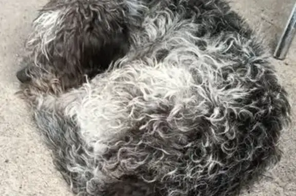 Lost Poodle Mix: Black & White Fur, Tulsa