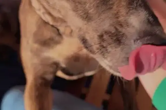 Lost Brindle Dog: Shock Collar, Warner Ln