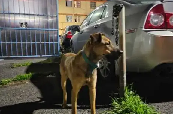 Perro encontrado , foto: Perro Joven Encontrado: Color Miel, Collar Azul
