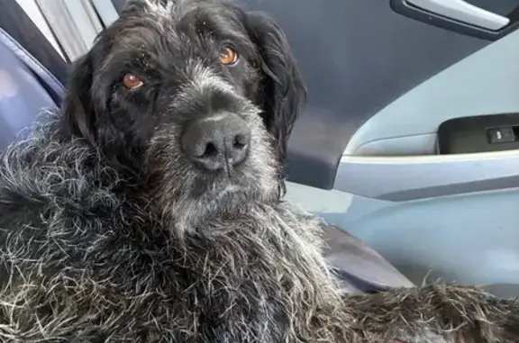 Found: Friendly Large Irish Dog in MN