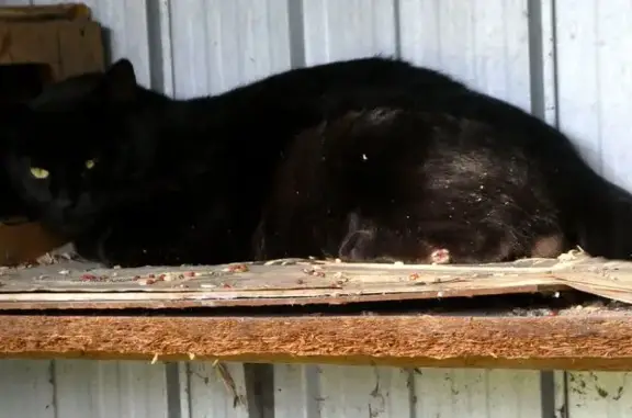 Found pets Sydney, photo: Found Black Male Cat, Gipps St, Sydney