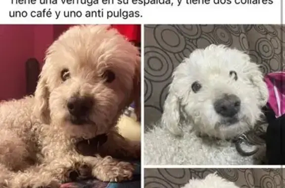 Perro Maltés Blanco Perdido en Nezahualcóyotl