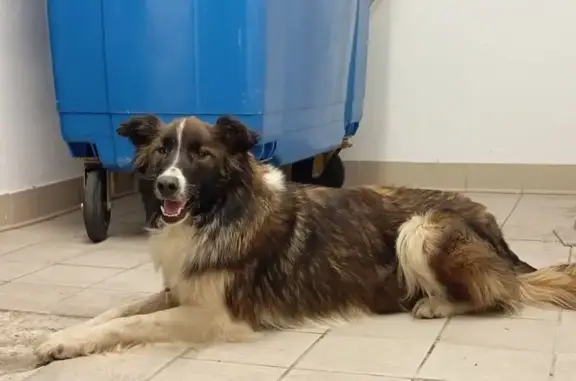 Chien trouvé Verfeil, photo: Chienne Border Collie marron trouvée à Verfeil