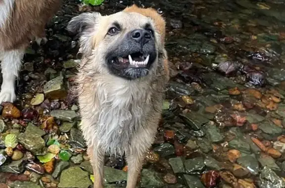Animaux trouvés , photo: Chien berger marron trouvé à Brouchaud