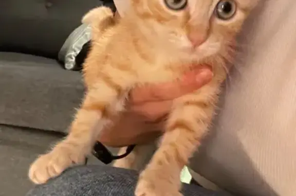 Chaton rousse câline trouvé à Veigné - photo