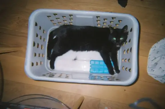 Animaux perdus Lyon, photo: Petite chatte noire perdue à Lyon