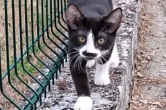 Chaton sociable trouvé à Annonay - photo
