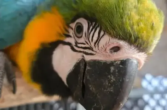 Lost pets , photo: Lost Macaw: Young Bruno Flew Away