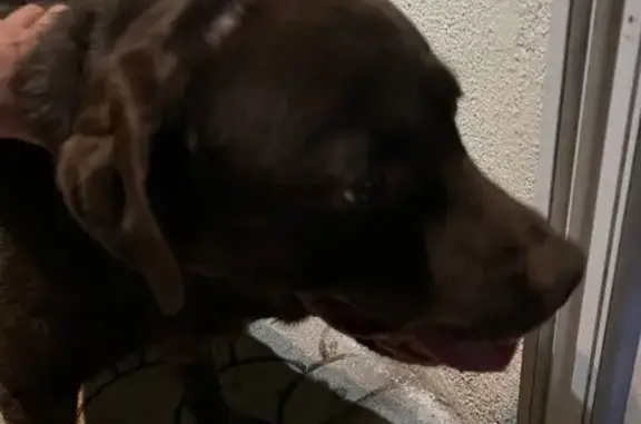 Chien marron trouvé, cicatrices, La Ciotat - photo