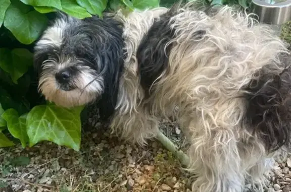 Chien errant collier violet Châtellerault - photo