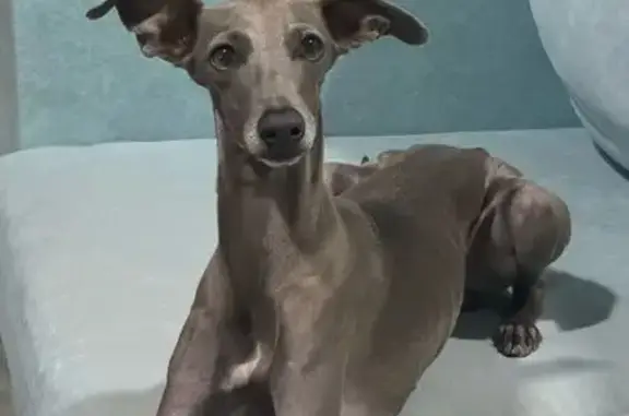 ¡Ayuda! Galgo Whippet Perdido en Utrera