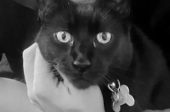 Lost pets , photo: Lost Black Cat: Green Eyes & Pink Bow