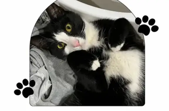 Lost pets Logan Village, photo: Friendly Black & White Cat Lost in Logan