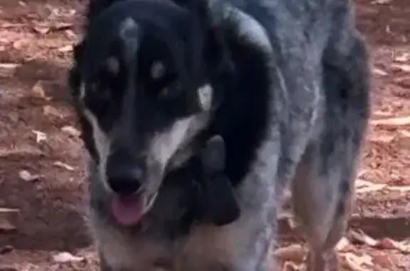 Lost pets Kalamunda, photo: Lost Border Collie: Grey & White, Kalamunda