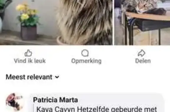 ¡Ayuda! Gato Maine Coon perdido en Benigembla