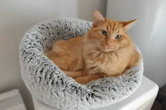 Chat roux perdu à Beauséjour - photo