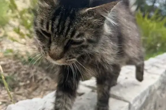 Chat poil long trouvé à Saint-André - photo