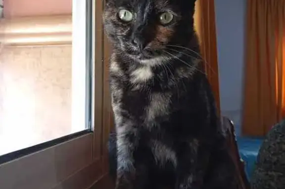 Gata Perdida: Atina en Palmones, Cariñosa