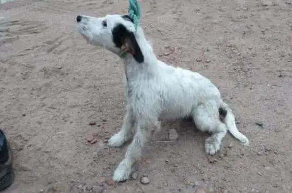 Animaux trouvés , photo: Chien blanc et noir trouvé à Hyds