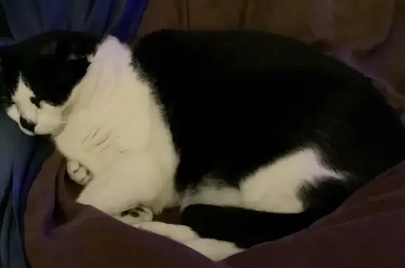 Lost pets , photo: Lost Friendly Cat: Black & White, Tea Tree Gully