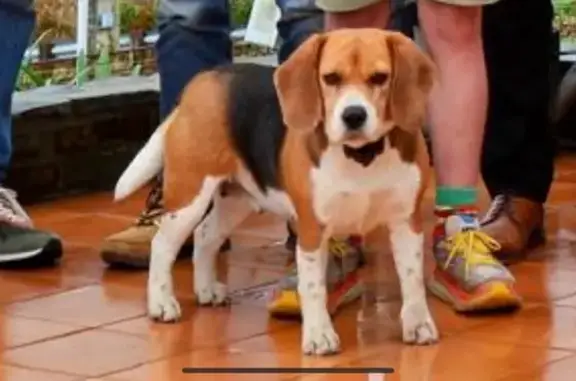 Beagle tricolore perdue à Saint-Hilaire - photo