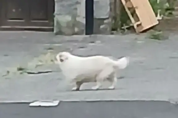 Animaux trouvés Jonzieux, photo: Chien blanc craintif trouvé, Jonzieux