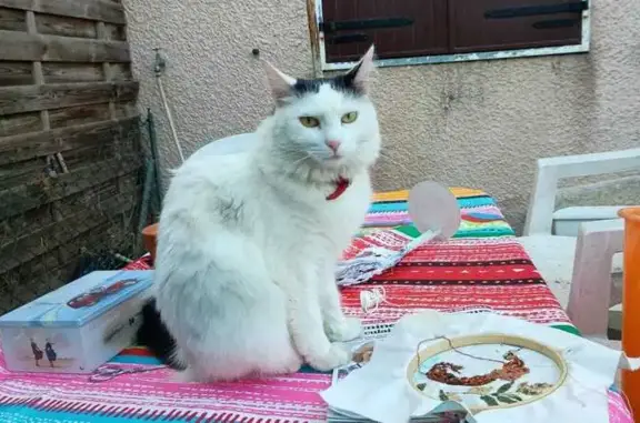 Animaux perdus , photo: Chatte perdue à Beaubery, région parisienne