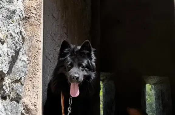 Chien noir perdu à Mollégès - photo