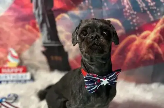 Lost Black Shih Tzu: Help Find Onyx!